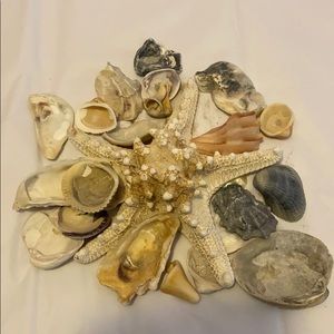 Assortment of seashells